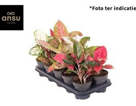 Аглаонема (Aglaonema overig)купити