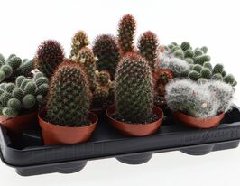 Кактус Маммиллярия Микс (Cactus Mammillaria Mix) купить