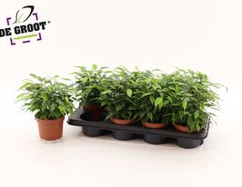 Фікус Бенджаміна Грін Кінкі (Ficus benjamina Green Kinky) 1 шткупити