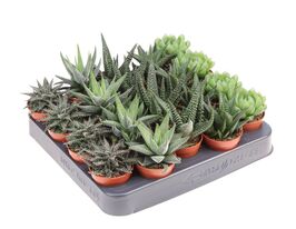 Хавортія мікс (Haworthia Mix)купити