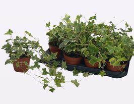 Плющ звичайний Голдчайлд (Hedera helix Goldchild)купити