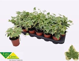 Плющ звичайний Голдчайлд (Hedera helix Goldchild) П9купити