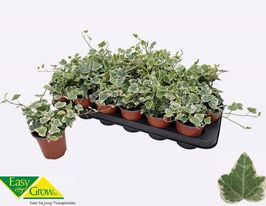 Хедера Вайт Вандер (Hedera White Wonder)купити