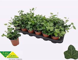 Хедера Вондер (Hedera Wonder) П9купити