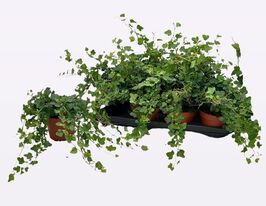 Хедера Вондер (Hedera Wonder) (Плющ)купити