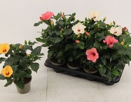 Гибискус Санни Микс (Hibiscus Sunny Mix) купить