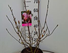 Магнолия Джордж Генри Керн (Magnolia George Henry Kern) купить