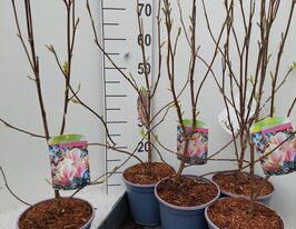 Магнолия Суланжа (Magnolia Soulangeana) купить