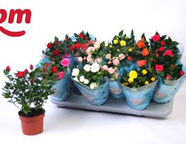 Роза Бью Монд Микс (Rosa Beau Monde Mix) купить