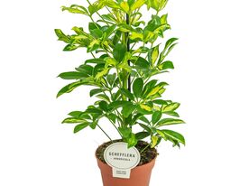 Шаффлера Герда (Schefflera Gerda) купить