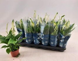 Спатифілум Шопен (Spathiphyllum Chopin)купити