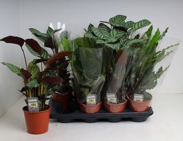Калатея Мікс 2 (Calathea Mix 2)купити