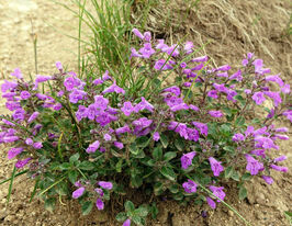 Душевка альпийская (Acinos alpinus) купить