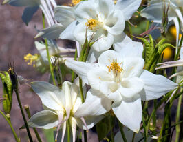 Аквілегія віялова Вайт (Aquilegia flabellata White)купити