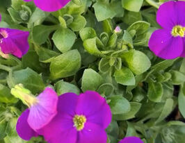 Обриета Кьянти (Aubrieta Chianti) купить