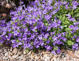 Дзвоник гарганський (Campanula garganica)купити