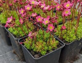 Камнеломка арендса Пикс (Saxifraga Arendsii Pixie) купить