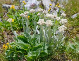 Антеннарія (Котячі лапки) Альпійські (Antennaria alpina)купити