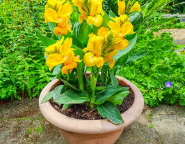Канна Примроуз Еллоу (Primrose Yellow) купить