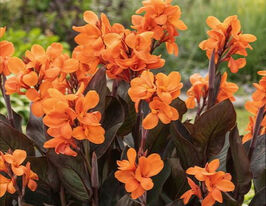 Канна Шайминг Оранж (Shining Orange) купить
