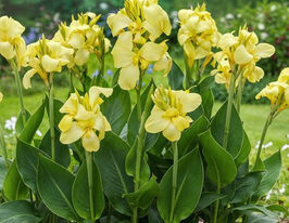 Канна Шайнинг Еллоу (Shining Yellow) купить