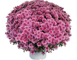 Хризантема Ейс рожева (Ace Pink)купити