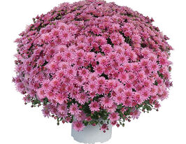 Хризантема Ейс рожева (Ace Pink)купити