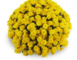 Хризантема Амадор жовта (Amadore Yellow)купити