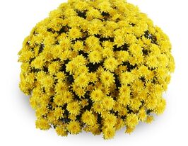 Хризантема Амадор жовта (Amadore Yellow)купити