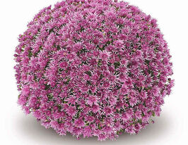 Хризантема Баолі бузкова (Baoli Lilac)купити