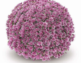 Хризантема Баолі бузкова (Baoli Lilac)купити