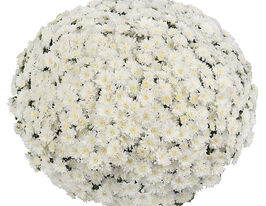 Хризантема Церемонія біла (Ceremony White)купити