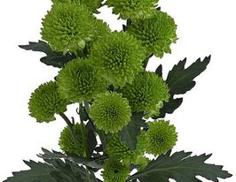 Хризантема Чикоріта (Chikorita)купити
