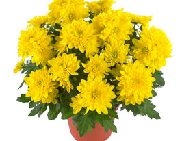 Хризантема Крістал жовта (Chrystal Yellow)купити