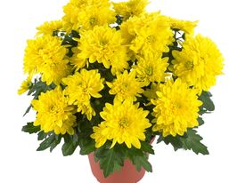 Хризантема Крістал жовта (Chrystal Yellow)купити