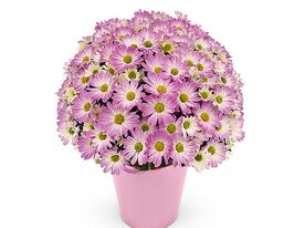 Хризантема Пінко рожево-біла (Pinko Pink-White)купити