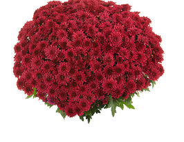 Хризантема Подиум красная (Podium Red) купить