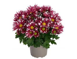 Хризантема Соллінеа Локі Пінк (Sollinea Loki Pink)купити