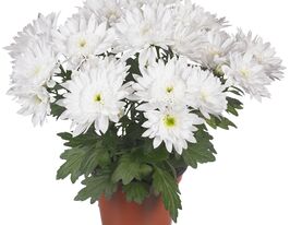 Хризантема Сплеш Пьюр Вайт (Splash Pure White) купить