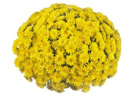 Хризантема Вандер жовта (Wonder Yellow)купити