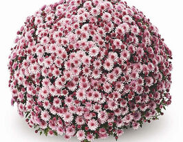 Хризантема Ціело рожева (Cielo Pink)купити