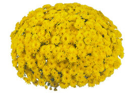 Хризантема Круиз желтая (Cruise Yellow) купить