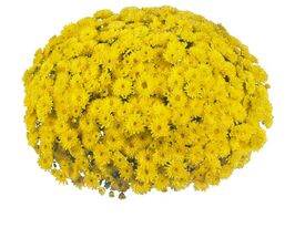 Хризантема Круїз жовта (Cruise Yellow)купити