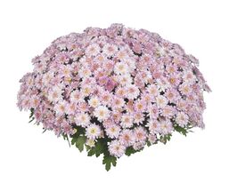 Хризантема Флер рожева (Flair Pink)купити