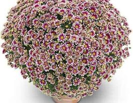Хризантема Пикто Виолет Бланк (Picto Violet Blanc) купить