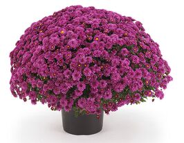 Хризантема Росана Дарк Пінк (Rosanna Dark Pink)купити