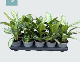 Аглаонема микс (Aglaonema mix) купить