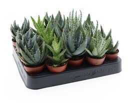 Алое (Aloe Overig) купить