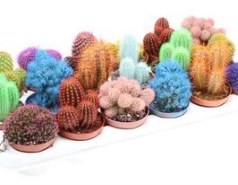 Гилоцереус волнистый (Cactus Hylocereus undatus) купить