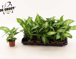 Дифенбахия Компакта (Dieffenbachia Compacta) купить